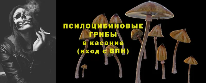 маркетплейс формула  Райчихинск  Псилоцибиновые грибы Psilocybine cubensis 